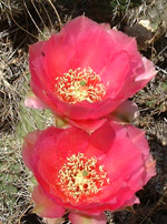Red Prickly Pear Bloom