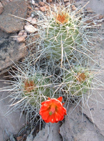 Red Cactus Blooms