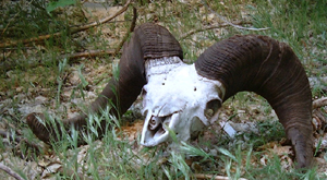 Skull of a Ram with large horns