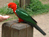 Small King Parrot