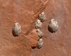 15 Frogs on a rock