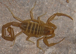 Scorpion