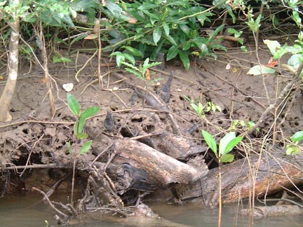 Crocodile on a river bank